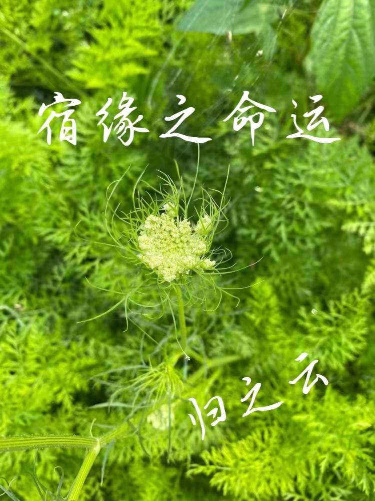 宿缘是指什么意思